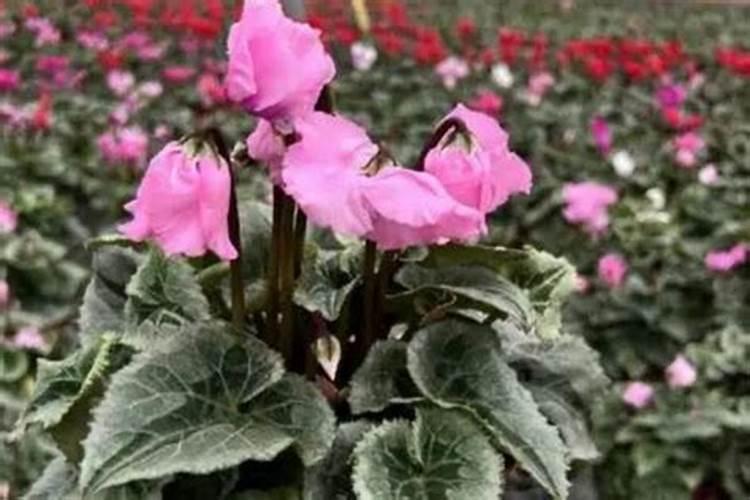 仙客来花期能施肥吗 施什么肥好
