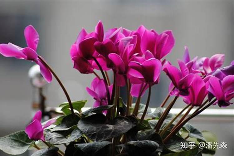 仙客来开花时如何施肥,开花后的处理