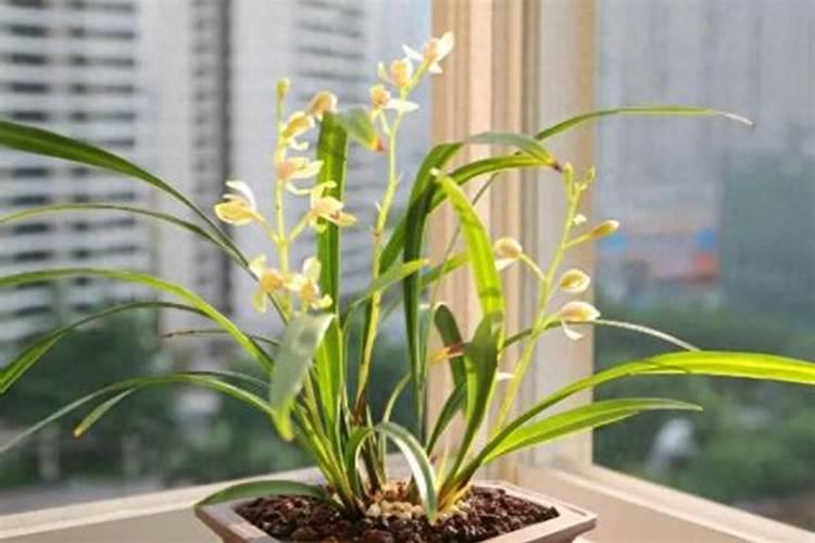 栽种的兰花叶子枯萎卷叶了怎么办