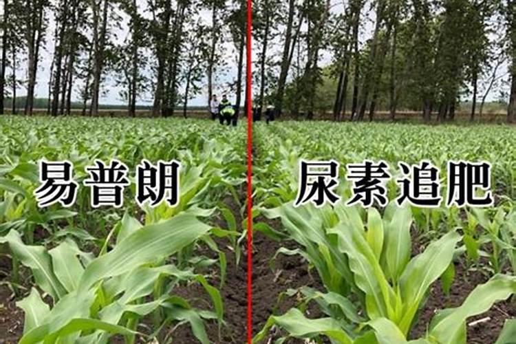 液体氮肥的使用方法 液体氮肥几天见效