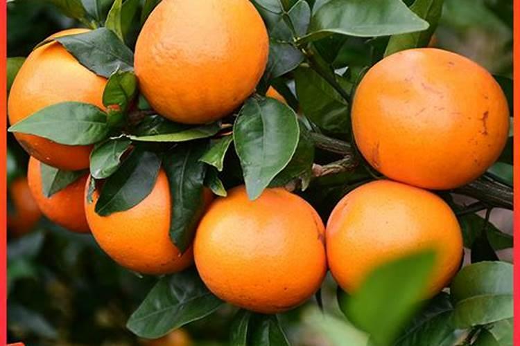 砂糖橘除酸增甜有妙招!