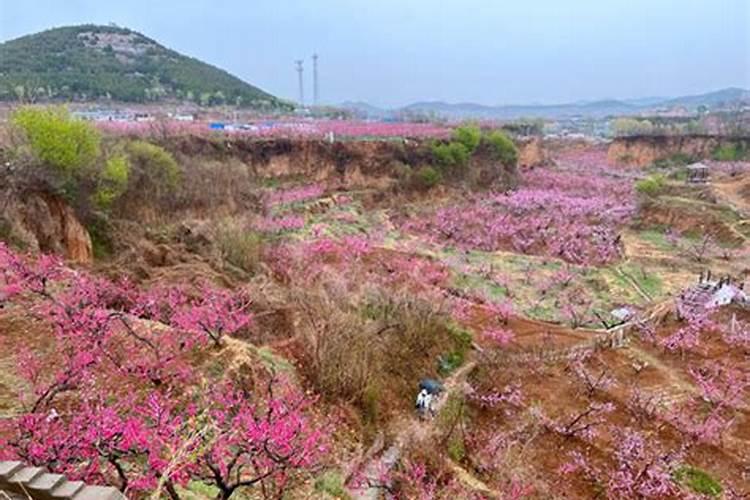 肥城桃在肥城的种植地详细地址是啥