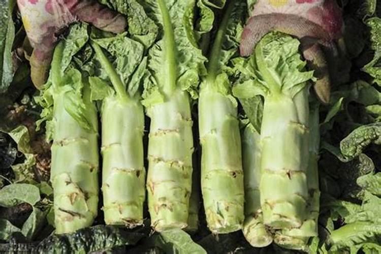 忌氯的蔬菜有哪些 哪些蔬菜作物不能用含氯肥料