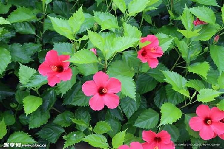 花椒幼树怎样施肥