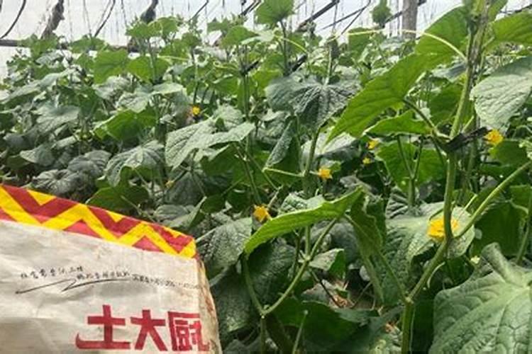 水溶肥什么时候用效果好