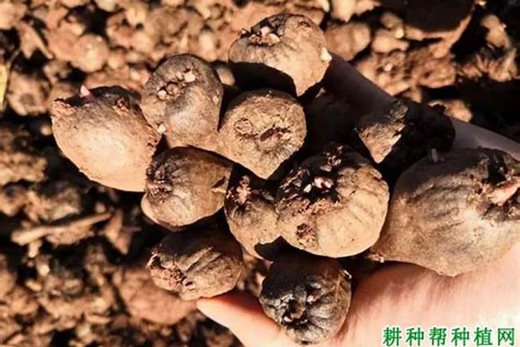 魔芋出苗后施什么肥