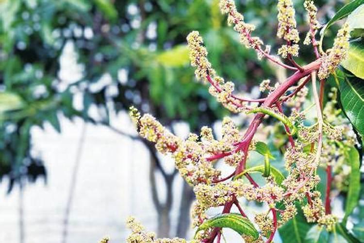 为什么四川可以种芒果,湖南不可以栽种芒果树？