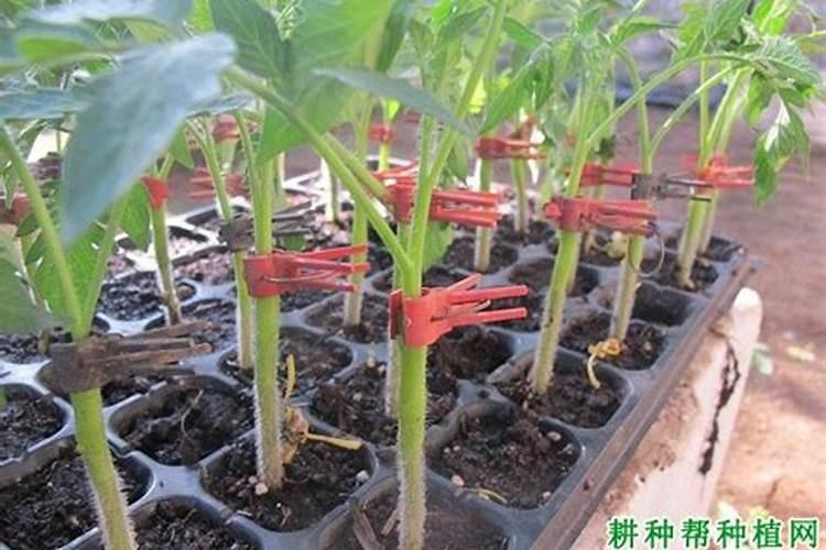 茄子施肥注意事项