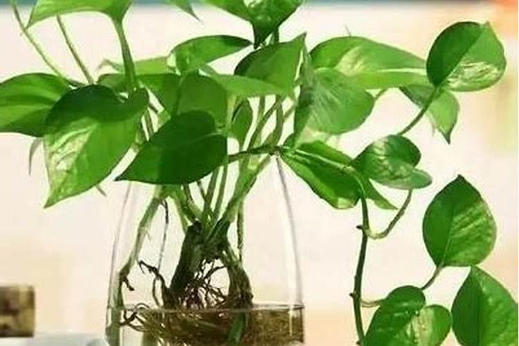 绿萝在水里养用什么肥料
