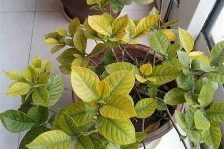 我的栀子花这是怎么了？怎样解决？