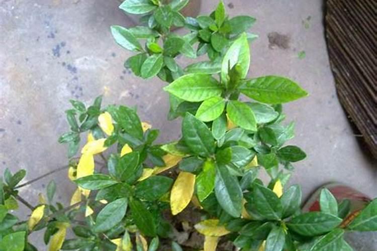 栀子花叶子发黄。如图。