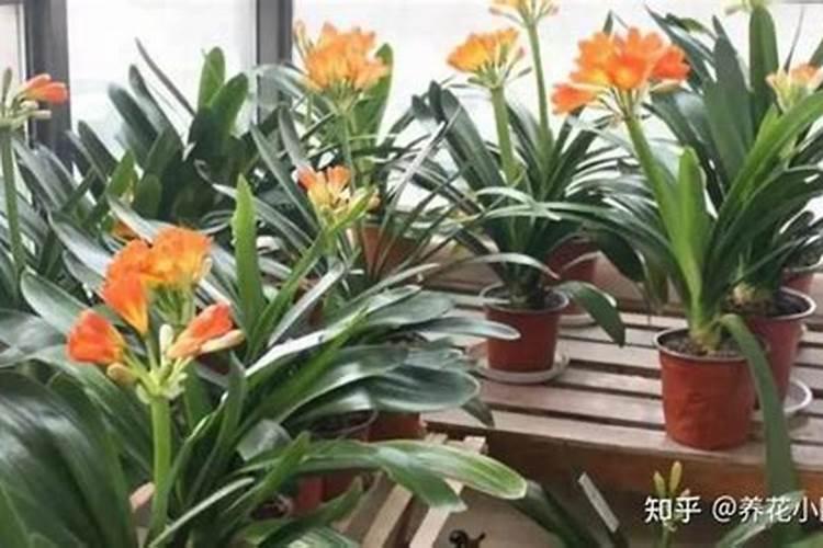 槟榔追肥方法时间
