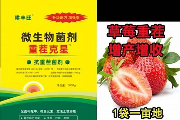 草莓专用肥是什么肥料 草莓施入氮磷钾肥的作用