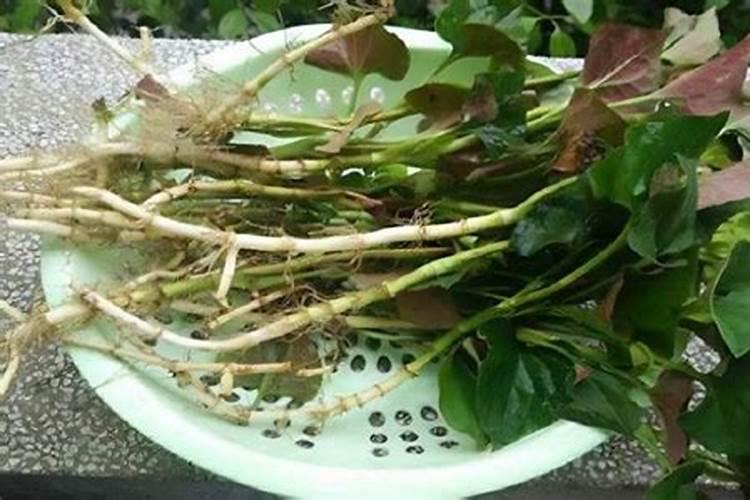 鱼腥草的高产施肥技巧 鱼腥草应该怎么种植