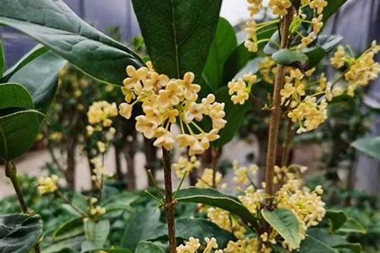 桂花树肥料能给石榴树用吗？