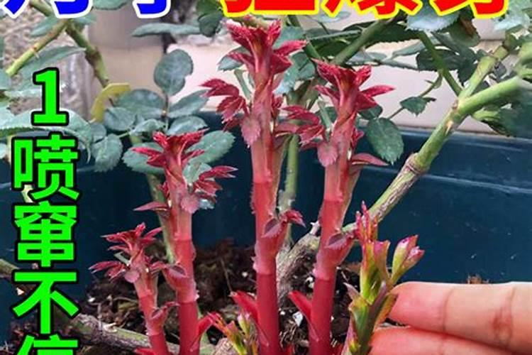 月季肥可以用于吊兰吗