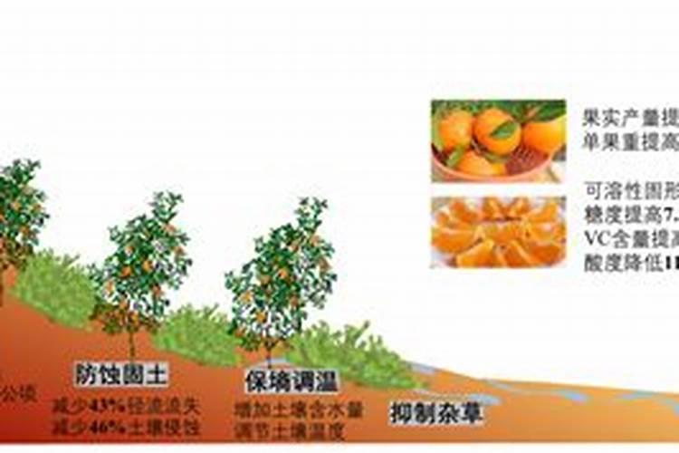 柑橘一般什么时候施肥 施肥时要注意什么