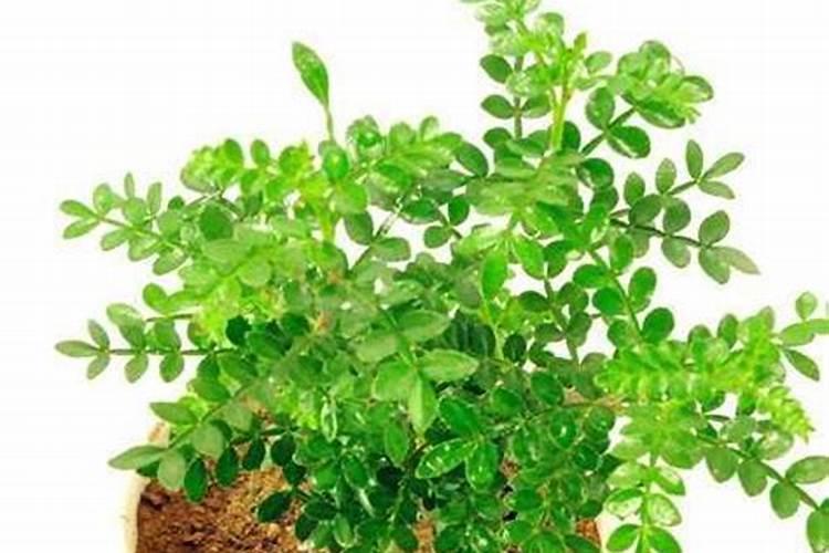 清香木什么时候开花