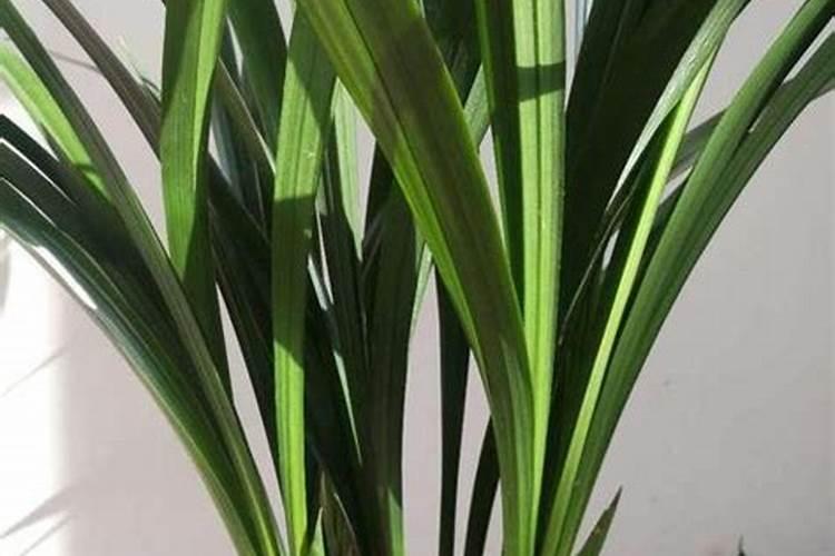 怎么给墨兰施肥