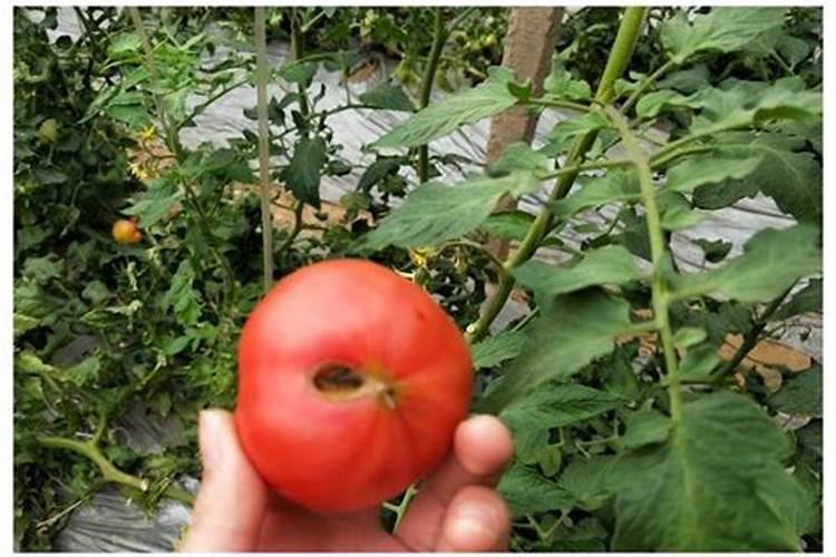 樱桃小番茄施肥要合理,樱桃小番茄怎么施肥？