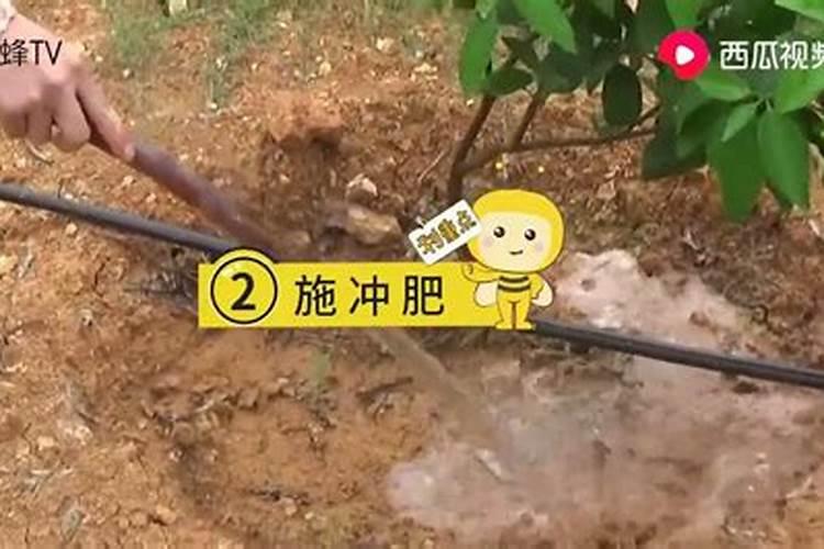 沃柑树施肥太多导致烧根,该怎么补救？