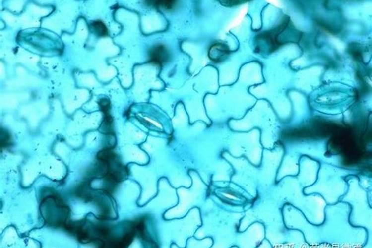 想要种出富硒蔬菜,用什么富硒肥效果好？