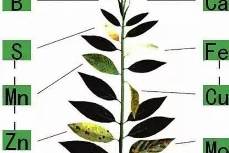 如何施用微量元素肥料才会更好？