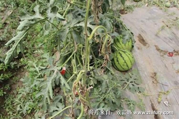 硝酸钾和磷酸二氢铵都是复合肥料吗