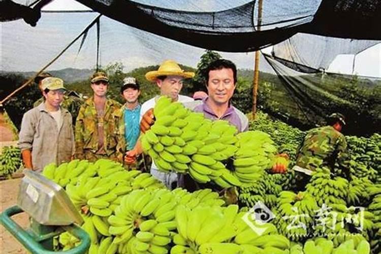 芭蕉的养殖方法和注意事项