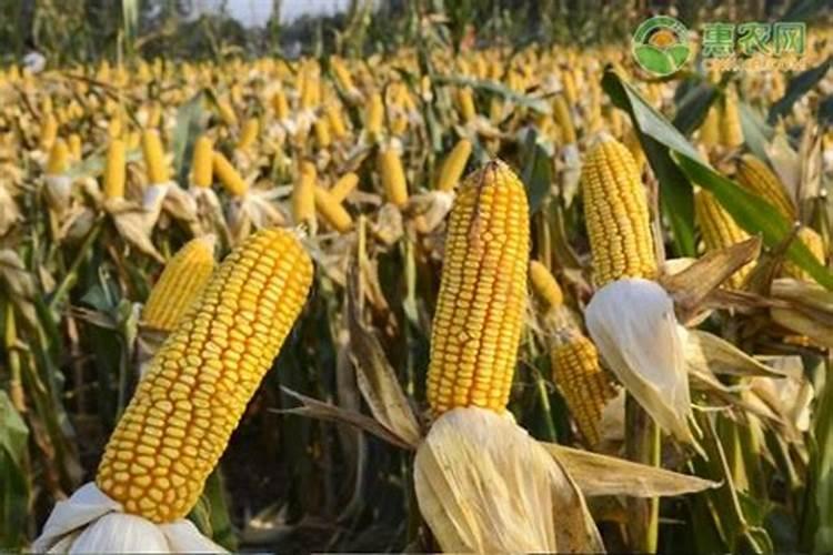 住商肥料玉米专用肥价格多少