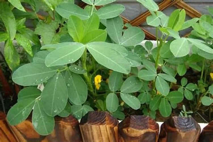 复合肥能当水溶肥用吗