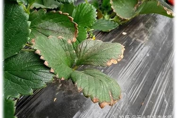 施肥过多烧苗怎么处理
