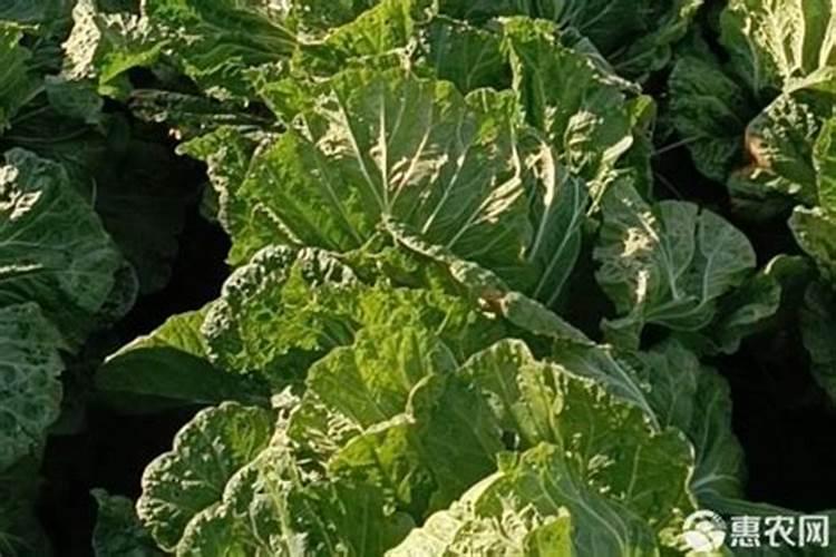 白菜施氮磷钾肥料哪个最好