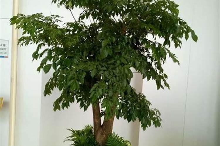 致富树最好的肥料是什么？
