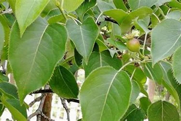 梨树夏季如何管理 梨树养殖方法