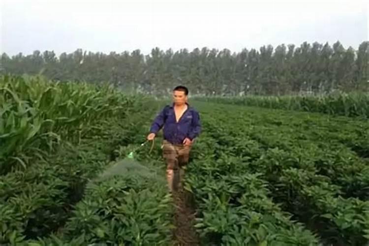 硼肥,钼肥和磷酸二氢钾能混合在一起喷施吗？