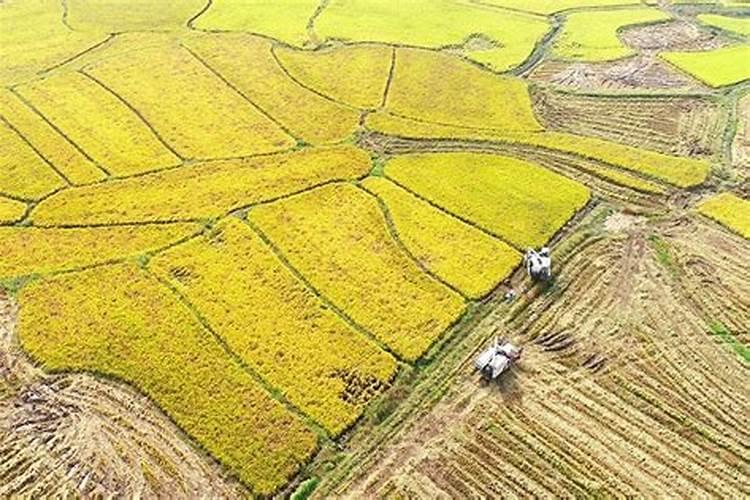 水稻叶面喷肥时间 水稻怎么施肥