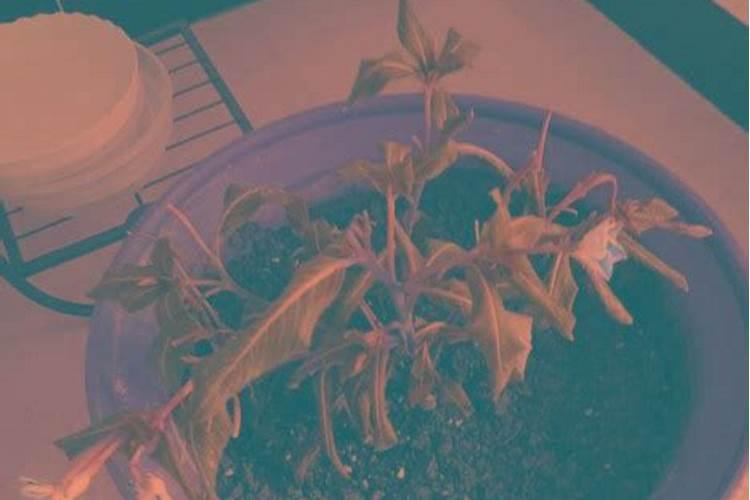养花施肥太多怎么补救