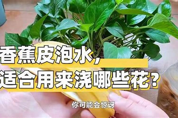 马灌木是什么树木材能做什么？