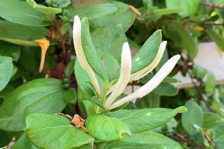 金银花用什么叶面肥好