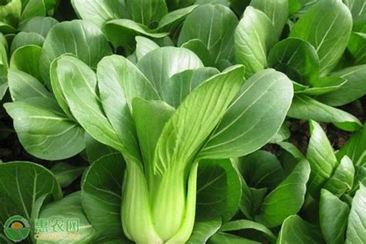 种植上海青的方法