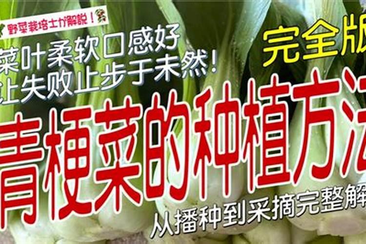 上海青最佳化肥比例