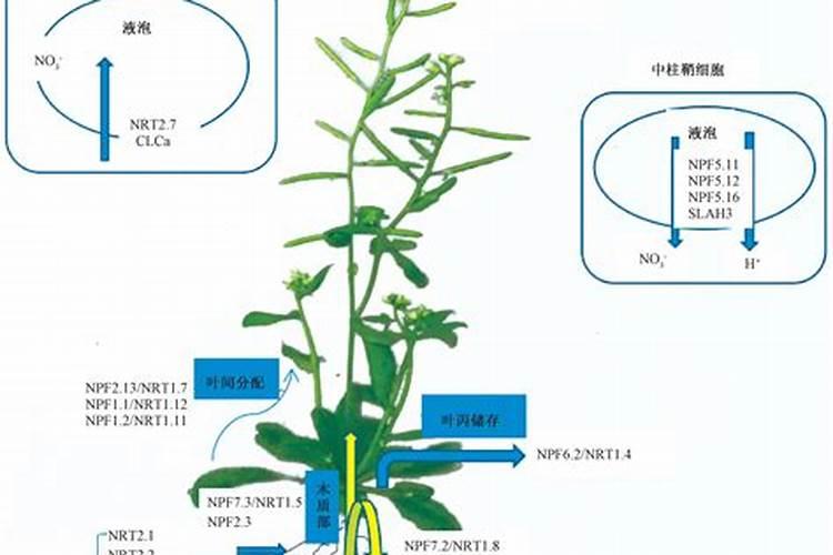 蔬菜可以施用硝态氮肥吗？