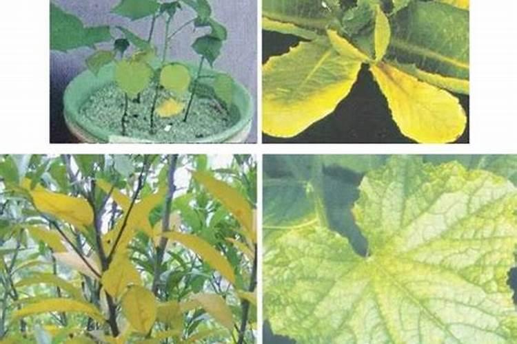 在果园里养鹅用来除草,有哪些好处和坏处呢？
