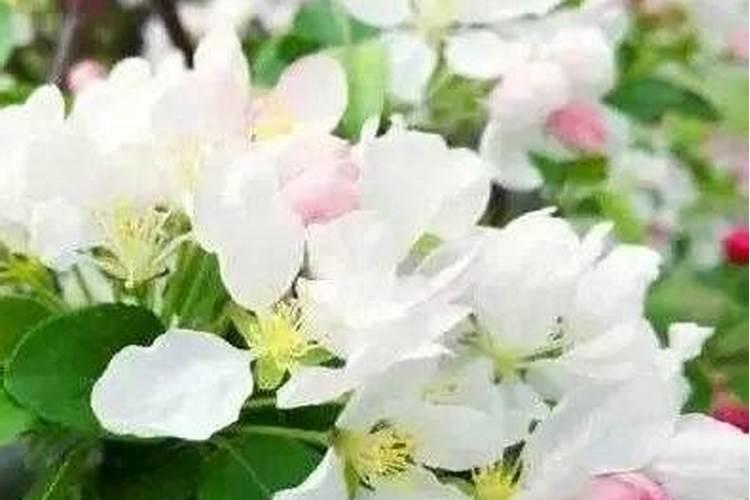 果树光开花不结果怎么回事？三点教你从根部解决