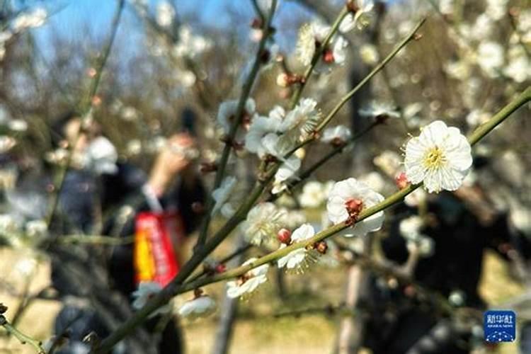 苹果,葡萄,南瓜果实都属于什么果？