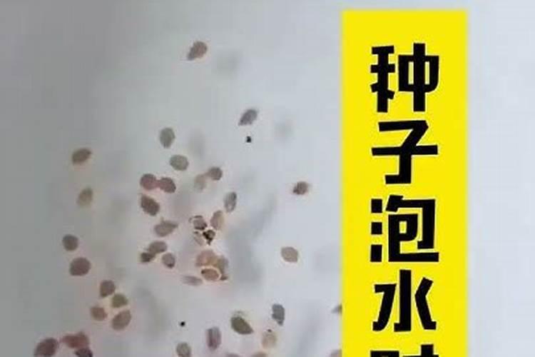 种油菜籽的正确方法花卉百科