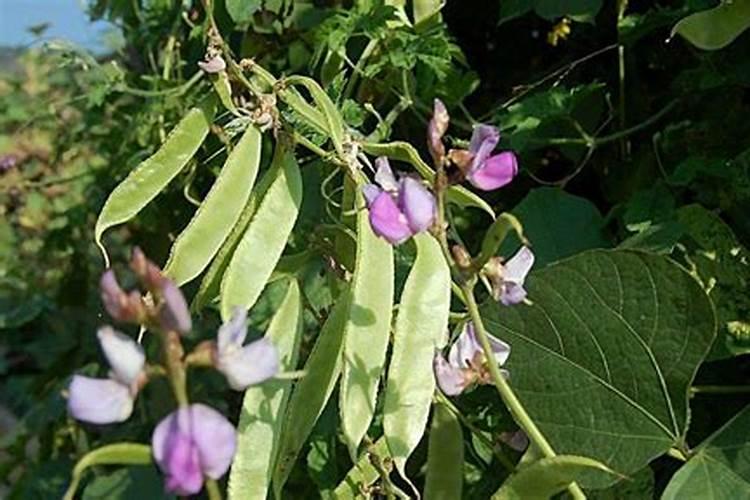 荷兰豆怎么种植,什么时候种,施什么肥
