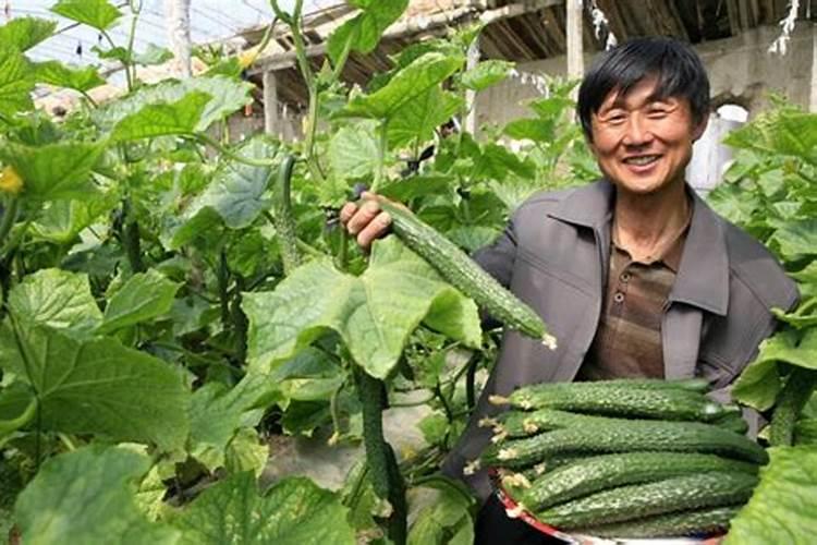 黄瓜忌什么肥？这几种千万不要用错