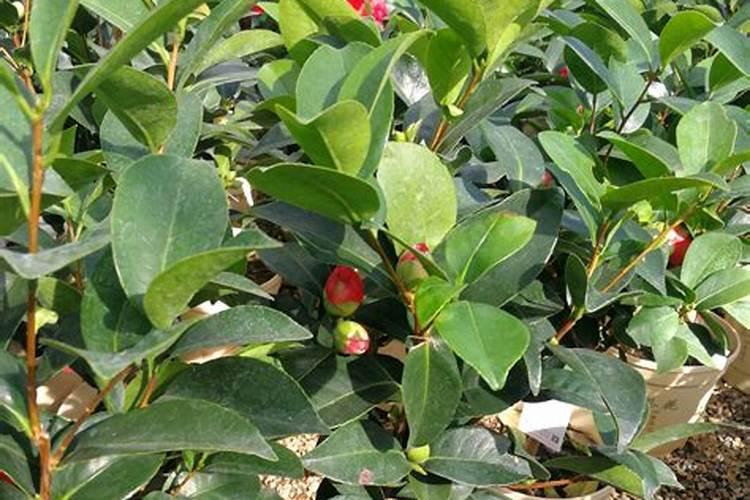 夏季养护茶花施肥注意事项
